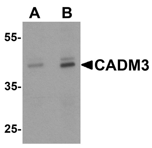 1 - CADM3 Antibody ASC11856