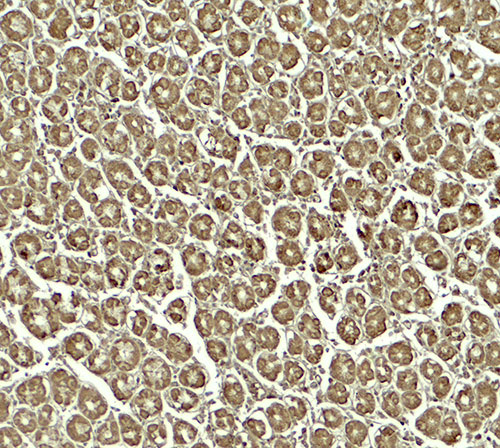 2 - SKI2W Antibody ASC11860