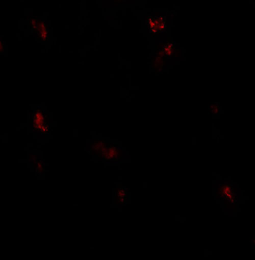 3 - GPRASP1 Antibody ASC11863