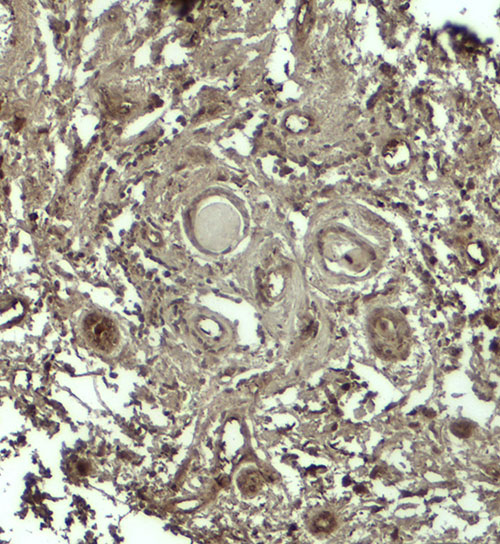 2 - GPRASP1 Antibody ASC11863