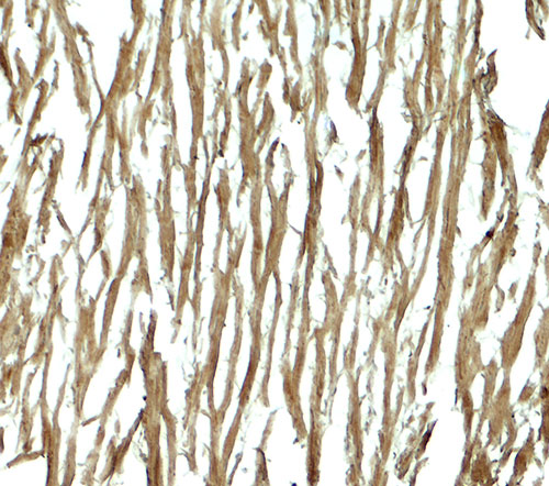 2 - DNAJC13 Antibody ASC11897