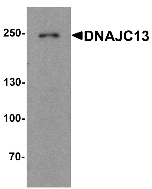 1 - DNAJC13 Antibody ASC11897