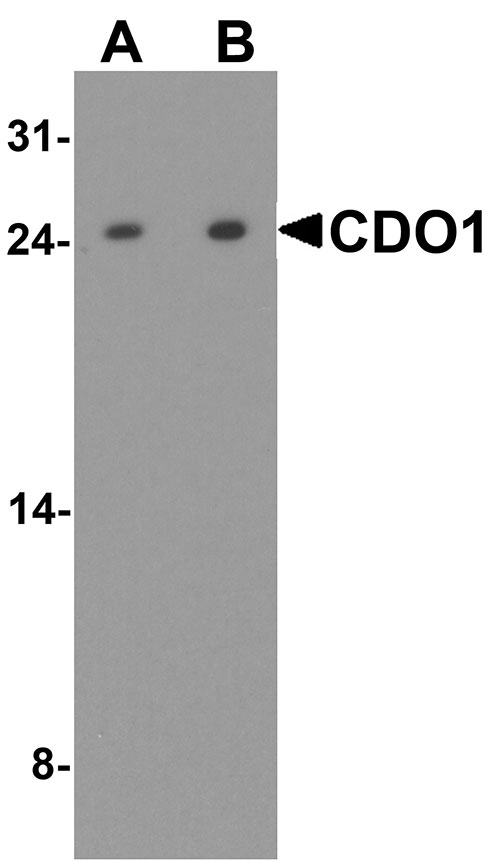 1 - CDO1 Antibody ASC11907