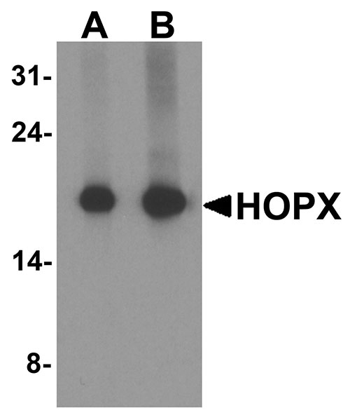 1 - HOPX Antibody ASC11910