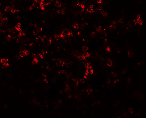 3 - MKRN3 Antibody ASC11911