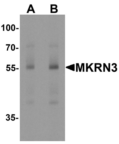 1 - MKRN3 Antibody ASC11911