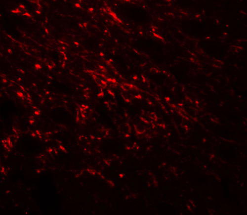 3 - NAP1L5 Antibody ASC11912