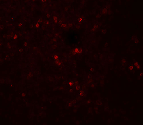 3 - SNRPN Antibody ASC11916