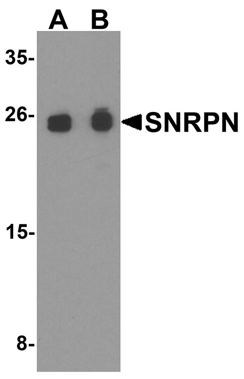 1 - SNRPN Antibody ASC11916