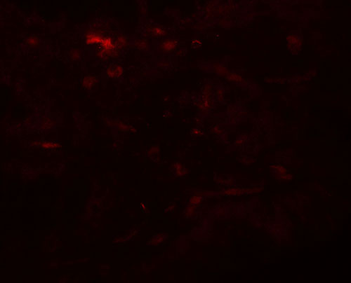3 - WSB1 Antibody ASC11918