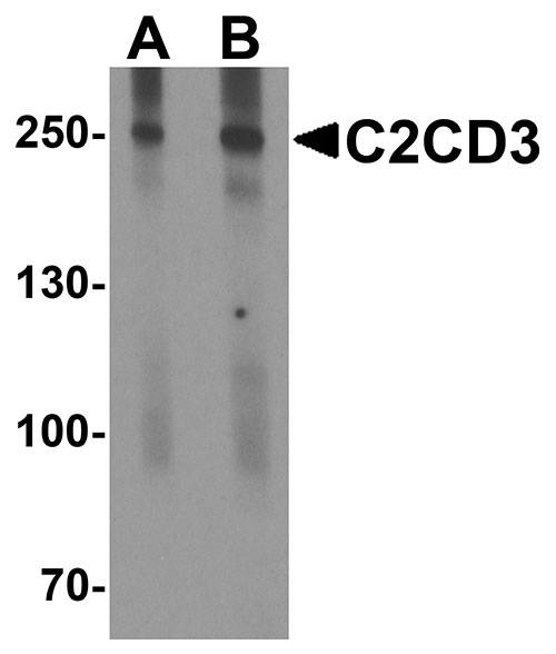 1 - C2CD3 Antibody ASC11920
