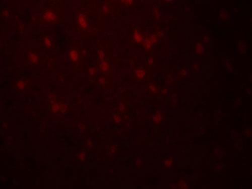 3 - RLN3 Antibody ASC11924