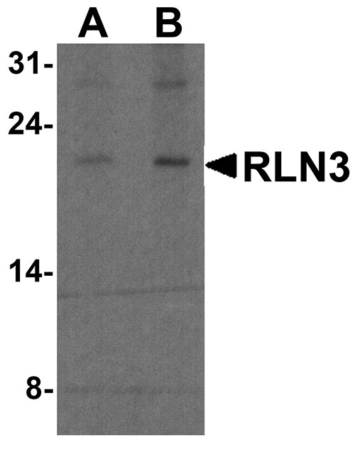 1 - RLN3 Antibody ASC11924