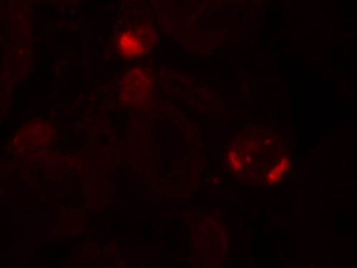 3 - UBD Antibody ASC11926