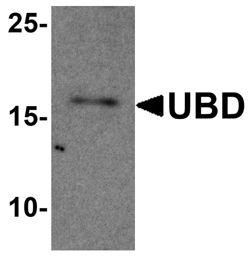 1 - UBD Antibody ASC11926