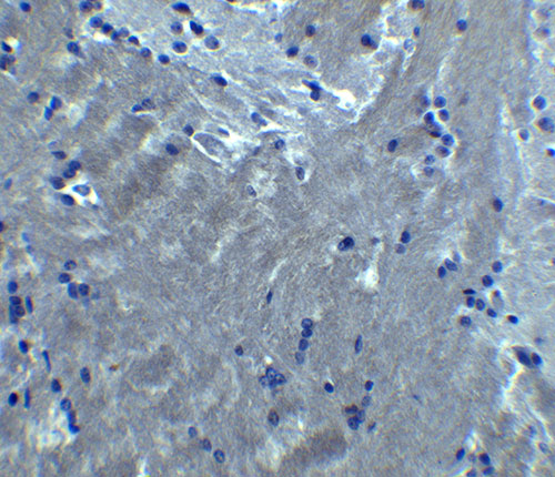 2 - S1PR2 Antibody ASC11940