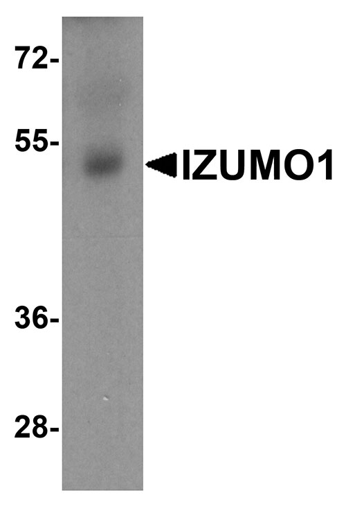 1 - IZUMO1 Antibody ASC11941