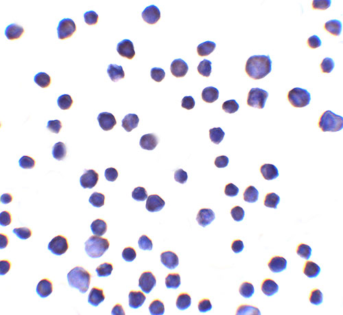 8 - RNF121 Antibody ASC11948
