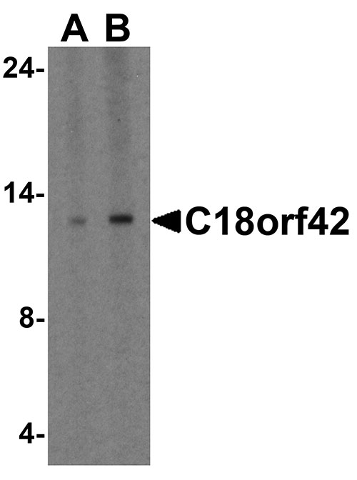 1 - C18orf42 Antibody ASC11968