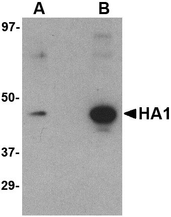 1 - Hemagglutinin Antibody [1E6A7]  ASC11976