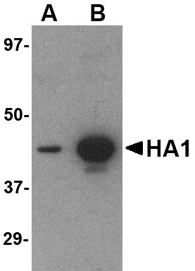 1 - Hemagglutinin Antibody [1E7D8]  ASC11977