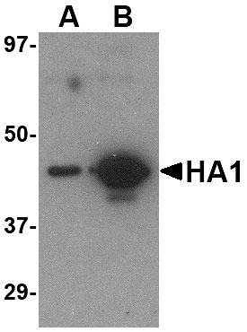 1 - Hemagglutinin Antibody [7B9B2]  ASC11978