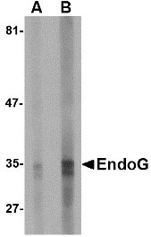 1 - EndoG Antibody [7G1G10]  ASC11984