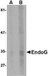 1 - EndoG Antibody [7F2D7]  ASC11985