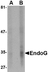 1 - EndoG Antibody [7F2G10]  ASC11986