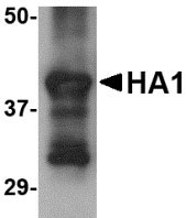 1 - Hemagglutinin Antibody [4E10C10]  ASC11987