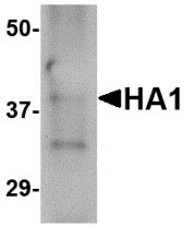 1 - Hemagglutinin Antibody [4E11E1]  ASC11988