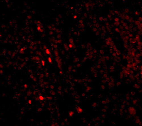 3 - IL-33 Antibody [12B3C4]  ASC12001
