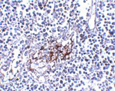 2 - IL-33 Antibody [12B3C4]  ASC12001