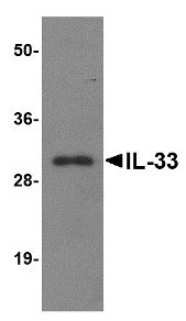 1 - IL-33 Antibody [12B3C4]  ASC12001