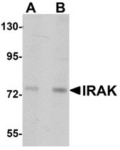 1 - IRAK Antibody [1F12C1]  ASC12009