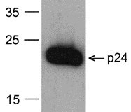 1 - HIV-1 p24 Antibody [8G9] (biotin) ASC12020