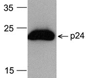 1 - HIV-1 p24 Antibody [8G9] (HRP) ASC12021