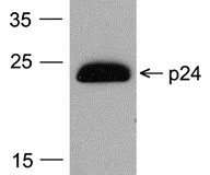 1 - HIV-1 p24 Antibody [7F4] (HRP) ASC12024