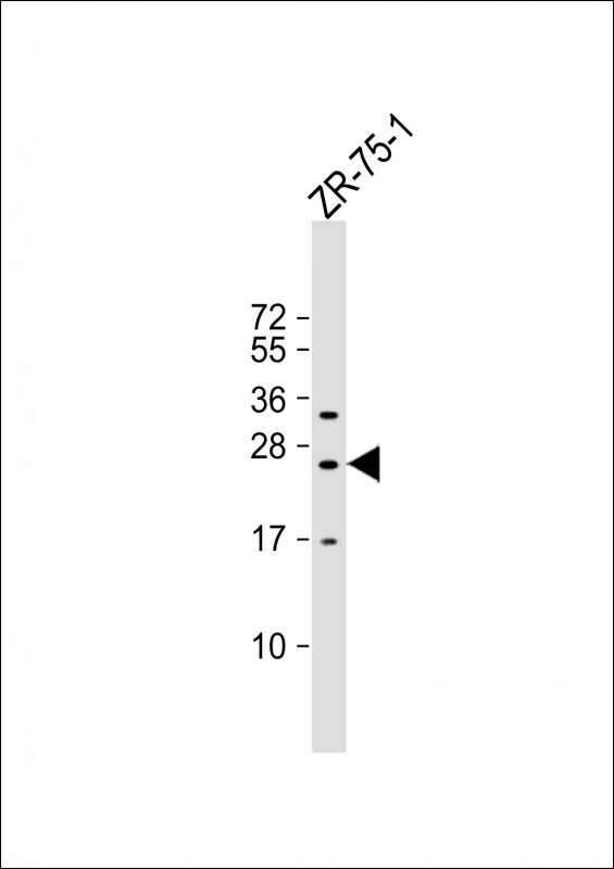 1 - KLRF2 Antibody (N-term) AP18787a
