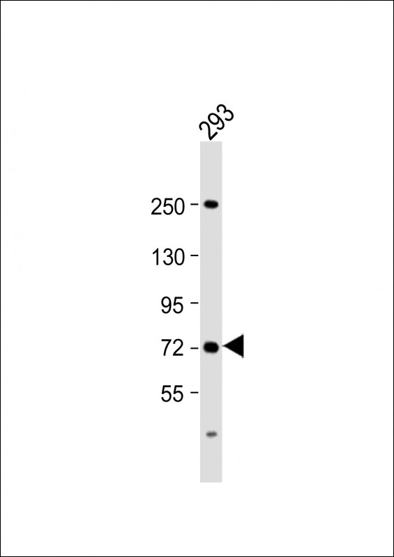 1 - SLC6A19 Antibody (C-Term) AP22057b