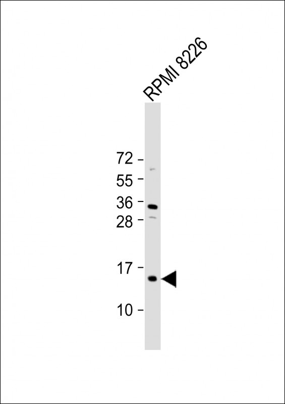 1 - ZNRD1 Antibody (C-Term) AP22088b