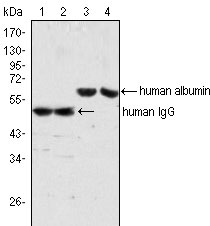 1 - human IgG Antibody AO1002a
