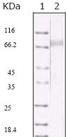 1 - KSHV ORF45 Antibody AO1016a