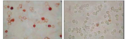 2 - KSHV ORF62 Antibody AO1017a