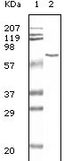 1 - BSA Antibody AO1029a