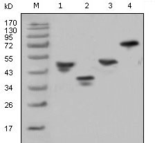1 - GST Antibody AO1032a