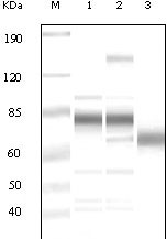 1 - KSHV ORF8 Antibody AO1038a
