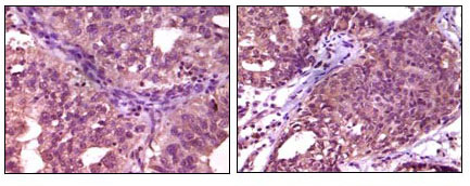 2 - NPT Antibody AO1047a