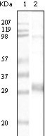 1 - NPT Antibody AO1047a