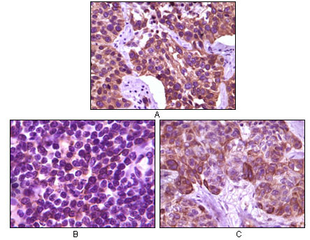 2 - OVA Antibody AO1076a